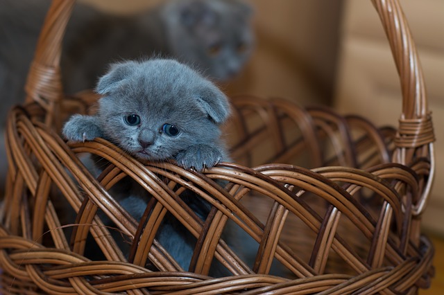 An adorable kitten